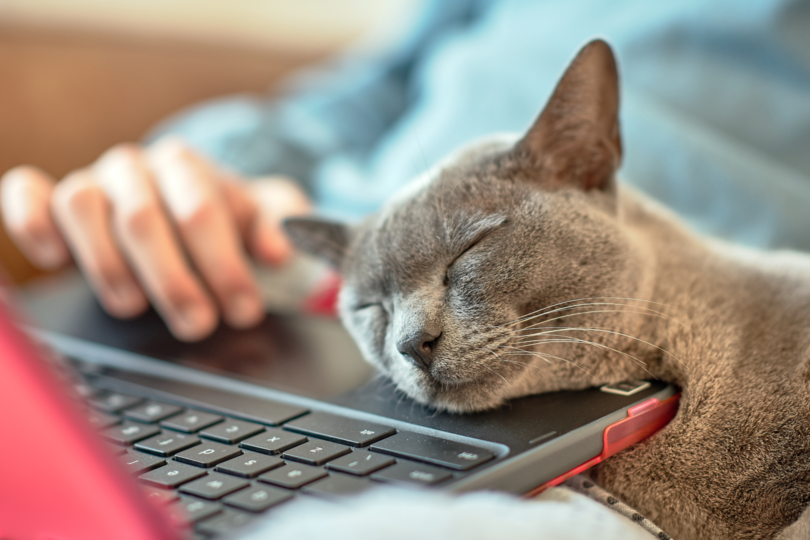shutterstock 1098378614 pet